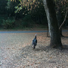 Wild Turkey