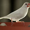 Java Sparrow
