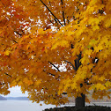Sugar Maple