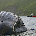 Humpback Whale