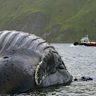 Humpback Whale