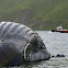 Humpback Whale