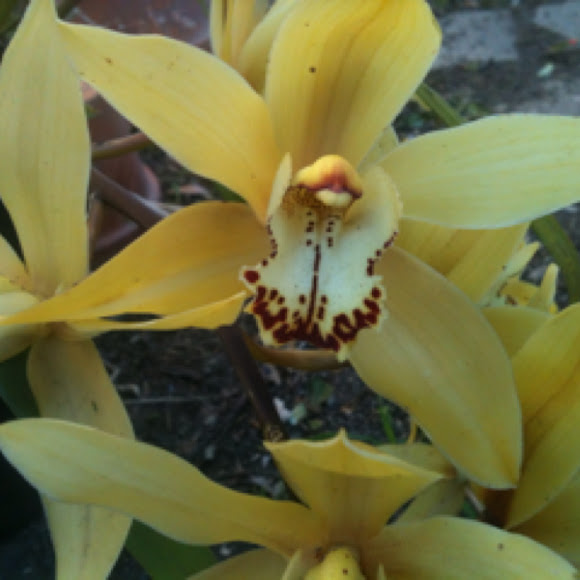 Spotting Image 1