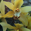 Sinbidium?