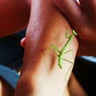 Praying Mantis
