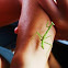 Praying Mantis