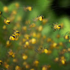 European Garden Spider, breed