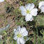 Whitest evening-primrose