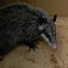 Common Opossum