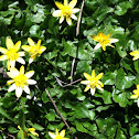 Lesser celandine