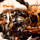Weaver ants foraging