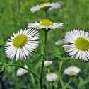 Prairie, or Daisy, Fleabane