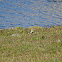 Northern Wheatear