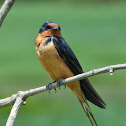 Barn Swallow (male)
