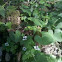 Bunchberry/ false lily of the valley