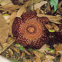 Raffelesia