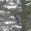 Steller's Jay