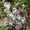 Indian pipe