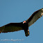 Jote cabeza colorada (Turkey vulture)