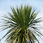 Cabbage Tree