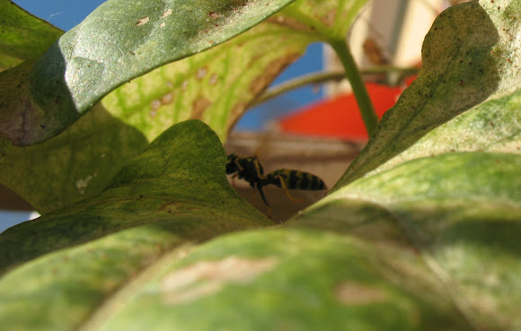 Spotting Image 1