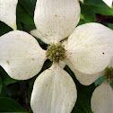 Kousa dogwood