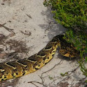 Puff adder