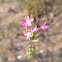 Texas Venus' Looking-glass