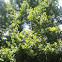 Sycamore