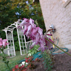 Bleeding Heart