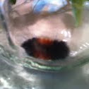 Wooley Bear Catepillar