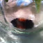 Wooley Bear Catepillar