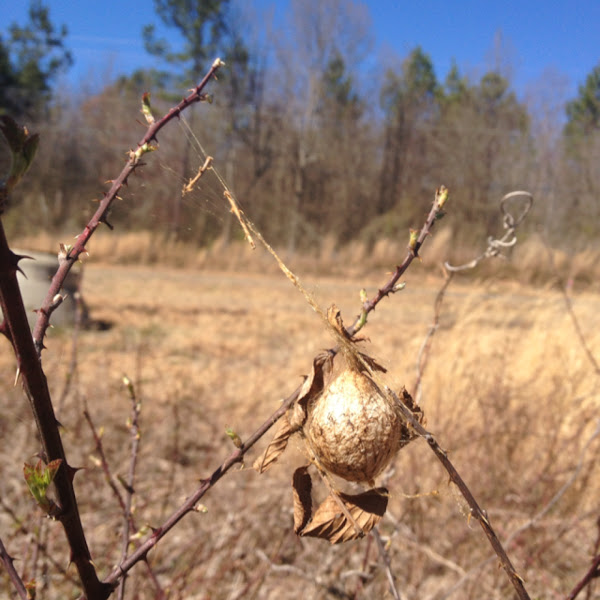 Yellow Garden Spider egg case Project Noah