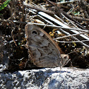Striped Grayling