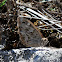Striped Grayling