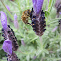 European Honey Bee