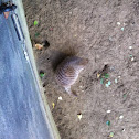 Banded mongoose