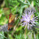 Hummingbird Clearwing