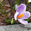 Spring Crocus