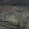 iguana