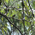 Great tit