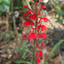 Cardinal Flower
