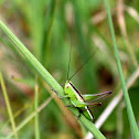 Blackish Meadow Katydid