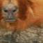 Golden lion tamarin