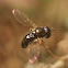 Little black hover fly