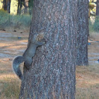 Western gray squirrel