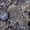 Lichen