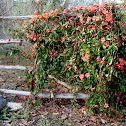 Tangerine Beauty Crossvine