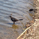 Great-tailed Grackle