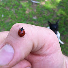 Lady bug